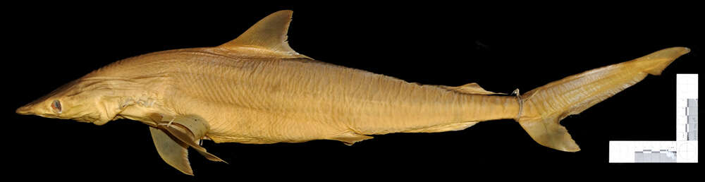 Image of Fish-shark