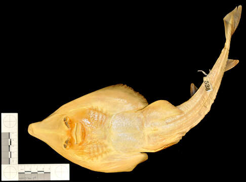 Image of Flathead guitarfish
