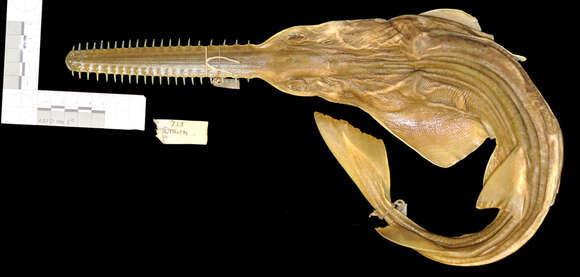 Image of Dwarf Sawfish