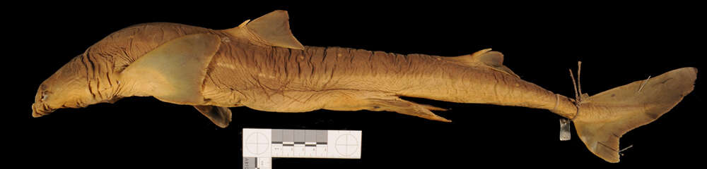 Image of Cape Shark