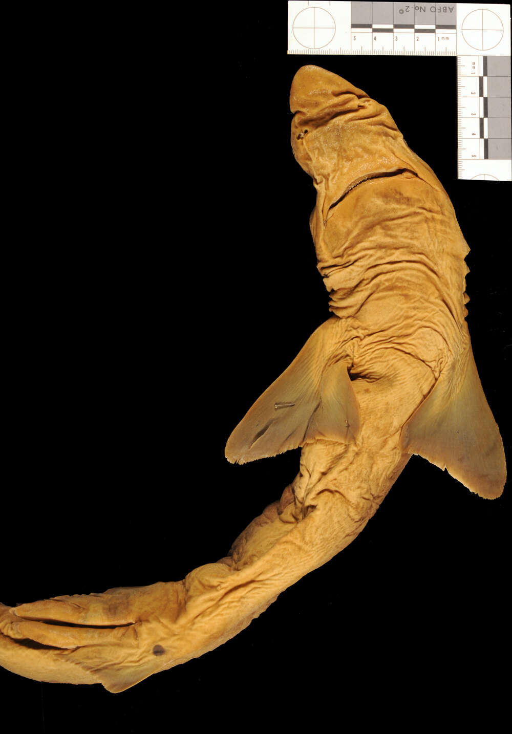 Image of Cape Shark