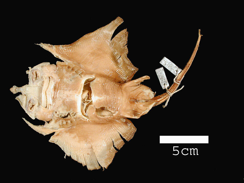 Image of Broad Skate