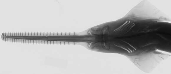 Image of Smalltooth Sawfish