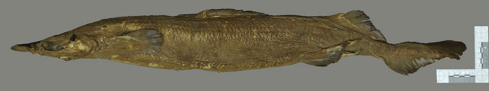 Image of Birdbeak Dogfish