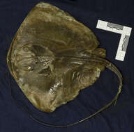 Image of Longtail Stingray