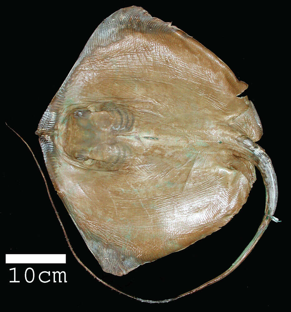 Image of Brown Stingray