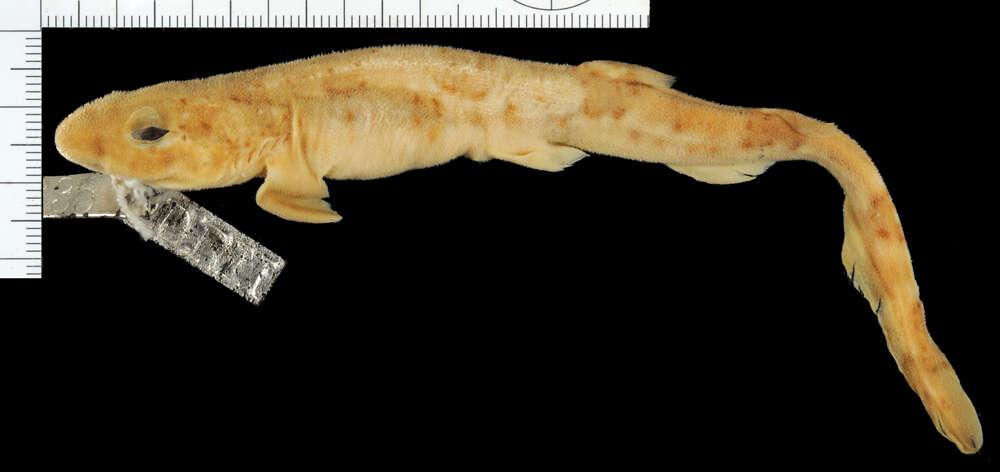 Image of Boa Catshark