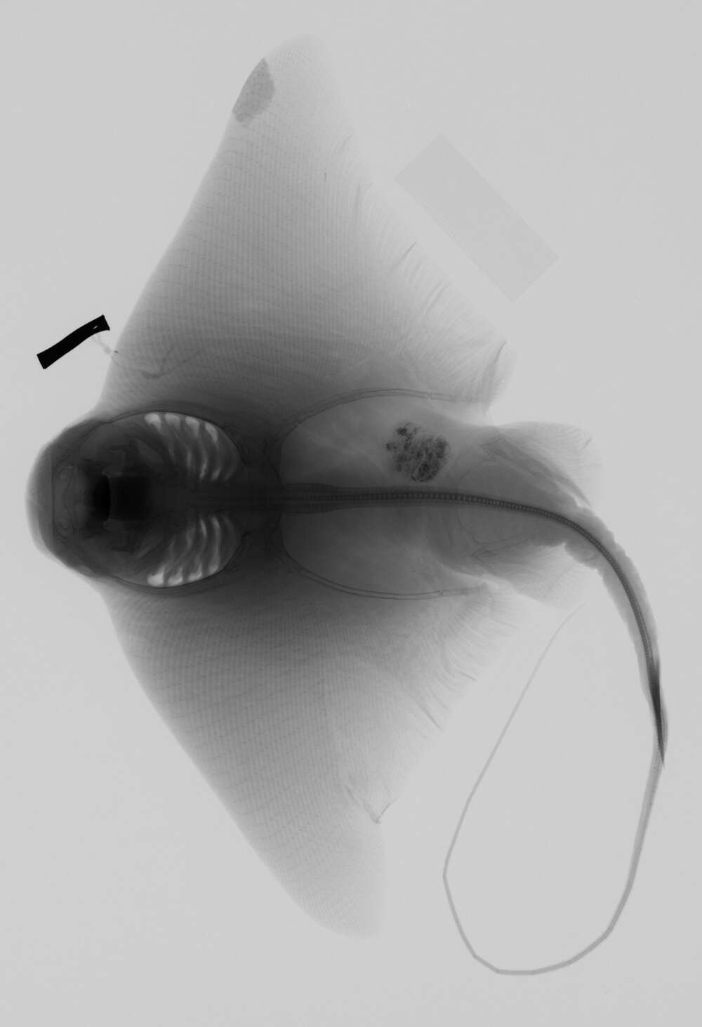 Image of Southern Eagle Ray