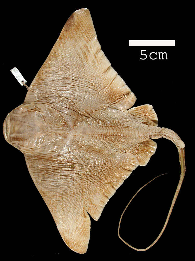 Image of Southern Eagle Ray