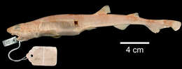 Imagem de Scyliorhinus torrei Howell Rivero 1936