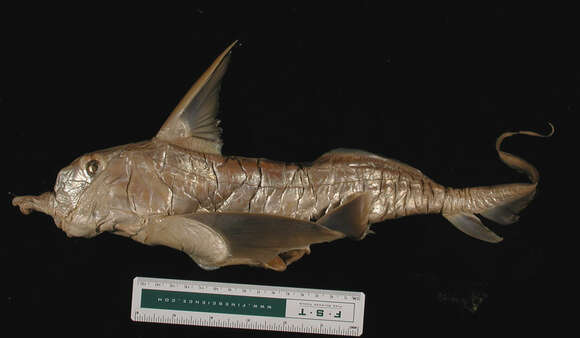 Image of Cape Elephantfish