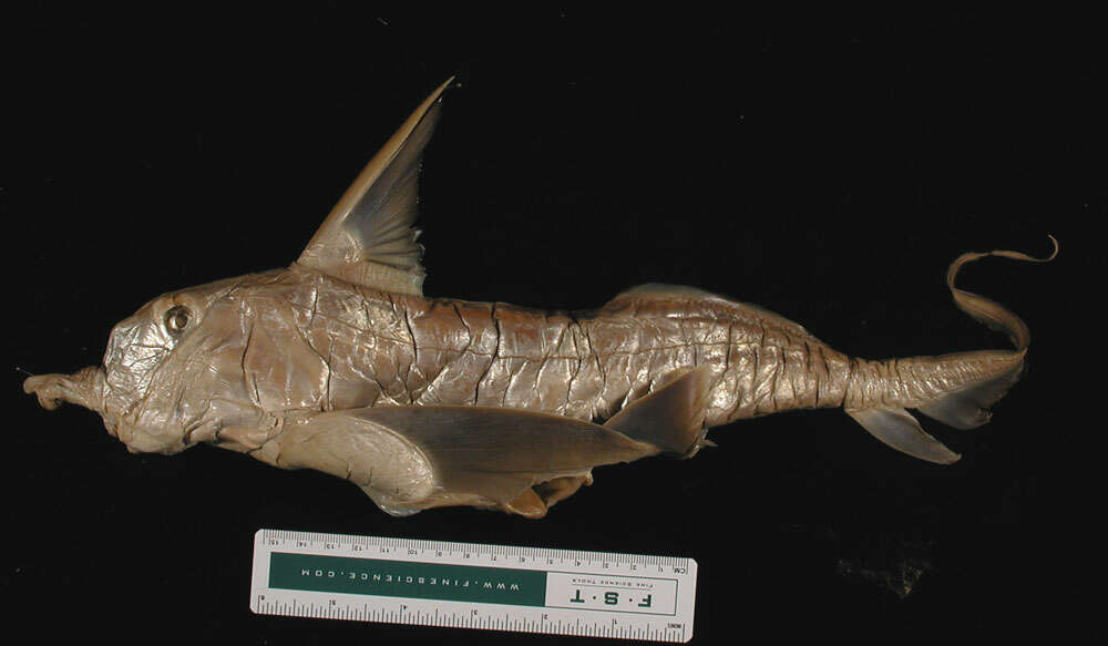 صورة Callorhinchus capensis Duméril 1865