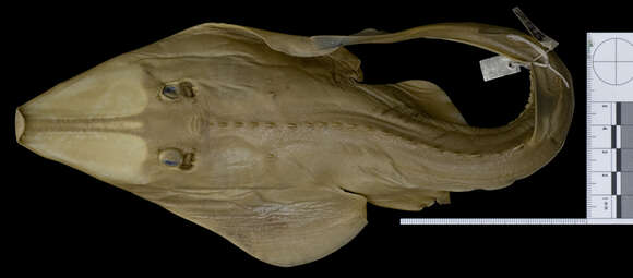 Image of Blackchin guitarfish