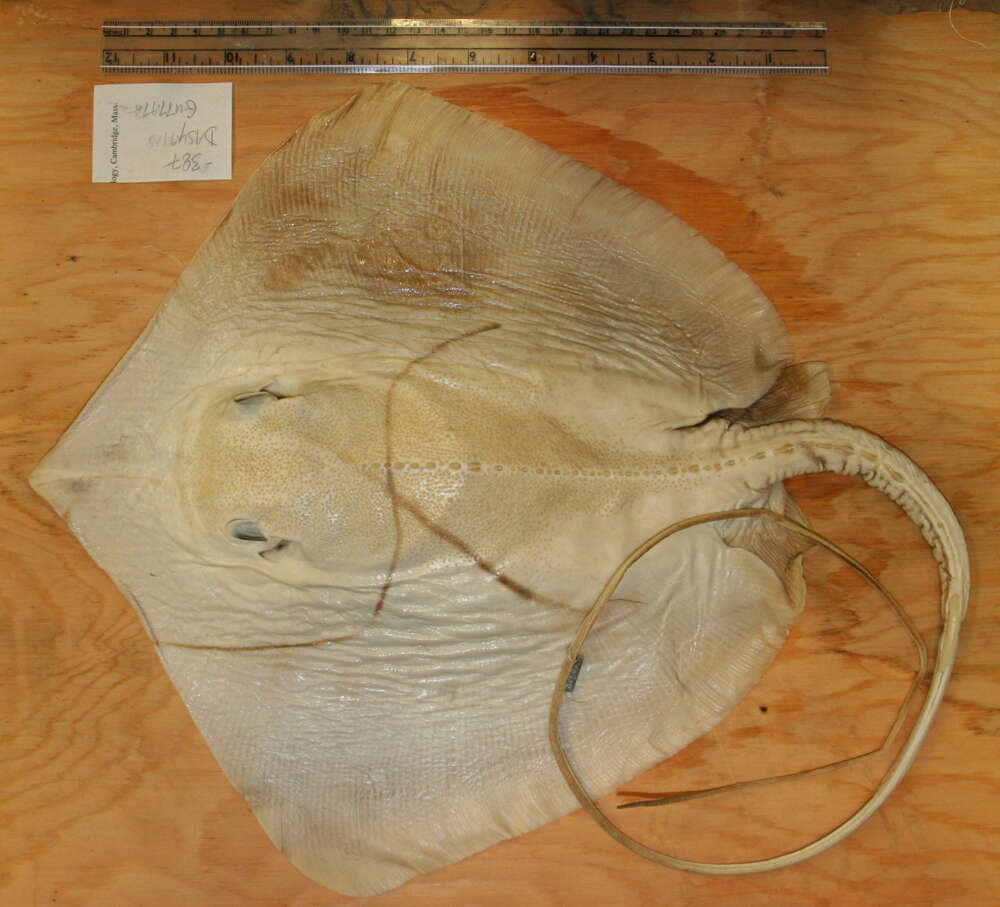 Image of Longnose Stingray