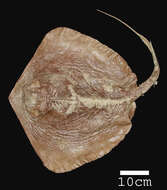 Image of Diamond stingray