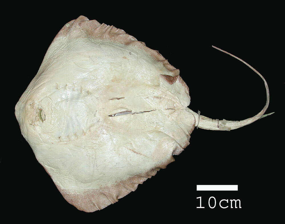 Image of Diamond stingray