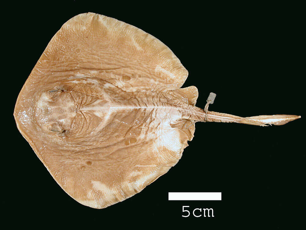 Image of Diamond stingray