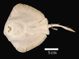 Image of Diamond stingray