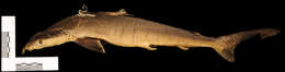 Image of Brazilian Sharpnose Shark