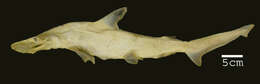 Image of Bonnethead Shark