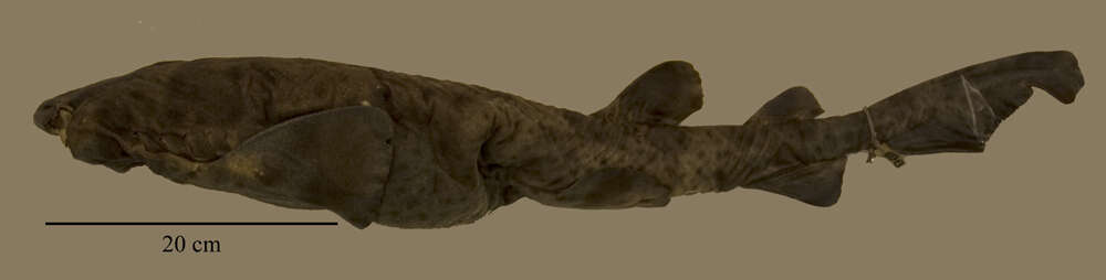 Image of Swell Shark