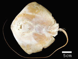 Image of Longtail Stingray