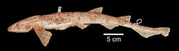 Image of Lesser Spotted Dogfish