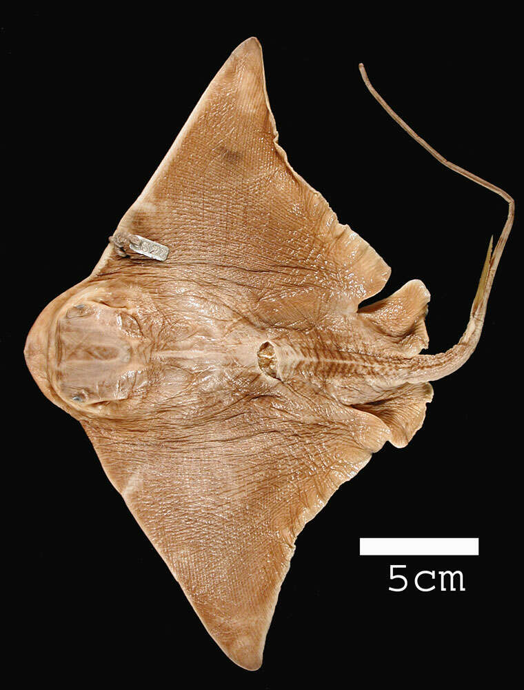 Image of Southern Eagle Ray