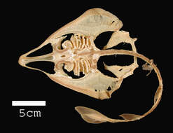 Image of Flathead guitarfish