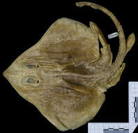 Image of Ocellate skate