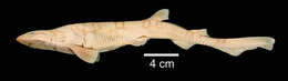 Image of Chain Catshark