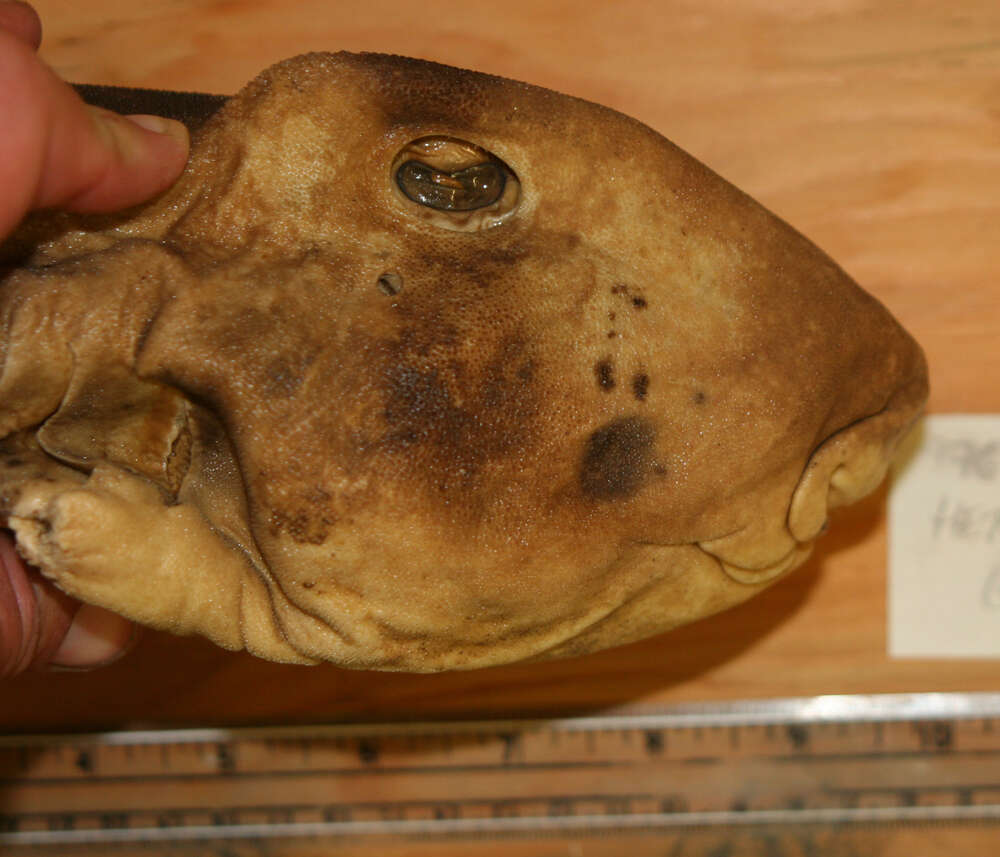 Image of Port Jackson Shark