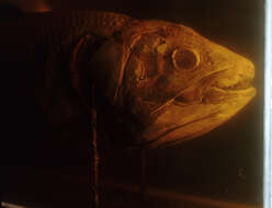 Image of coelacanth