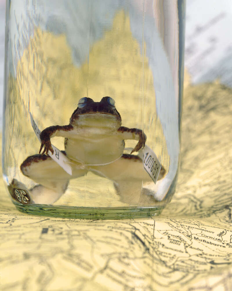 Image of Southern gastric-brooding frog