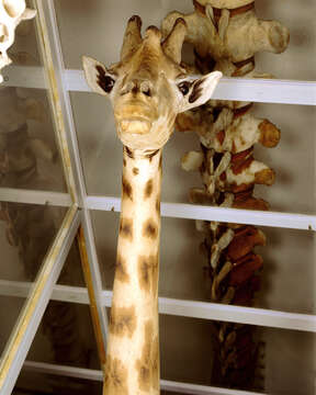 Image of Giraffe