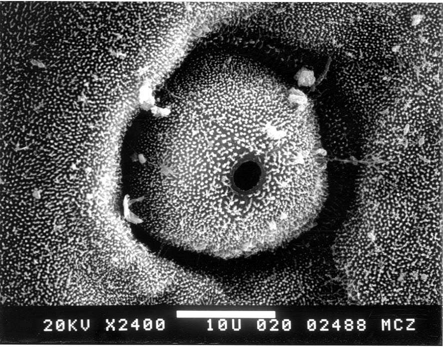 Слика од Anolis singularis Williams 1965