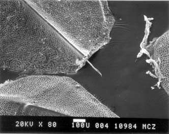 Image de <i>Japalura flaviceps</i>