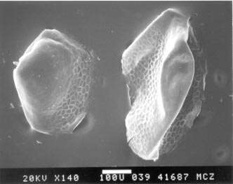 Phrynocephalus interscapularis Lichtenstein 1856的圖片