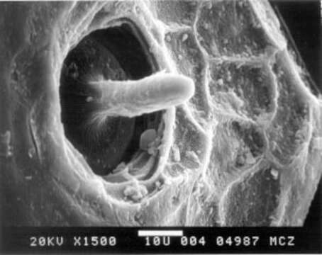 Teratoscincus scincus (Schlegel 1858) resmi