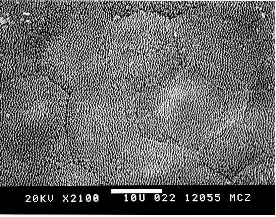 Image of <i>Chamaeleo fischeri werneri</i>