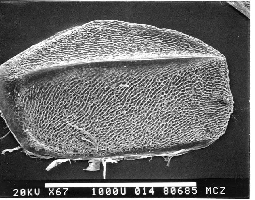 Image of Chamaesaura miopropus Boulenger 1895