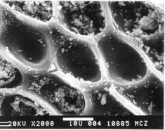 Image of Chamaesaura miopropus Boulenger 1895