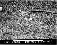 Image of Chamaeleo dilepis ruspolii Boettger 1893