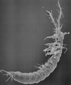 Image of Mystacocaridida