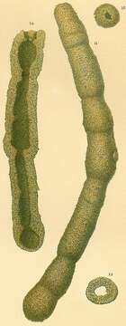 Image of Hormosinelloidea Rauzer-Chernousova & Reitlinger 1986