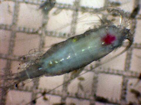 Image of Pleuromamma