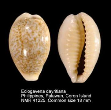 Image of Eclogavena