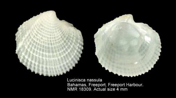 Image of Lucinisca