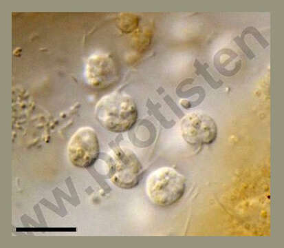 Image of unplaced Eukaryota