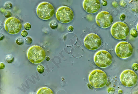 Image of Chlorellales
